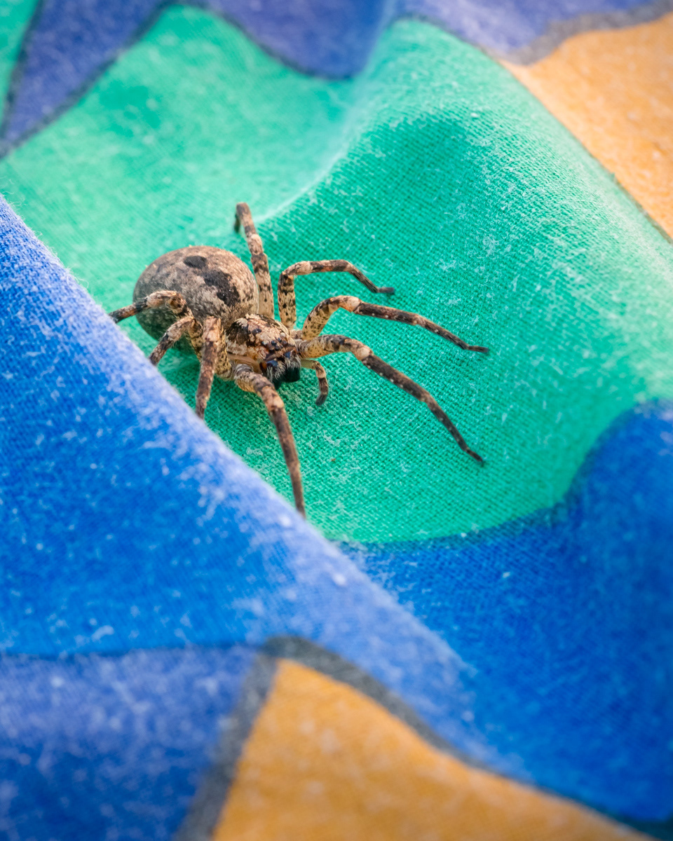 Femelle Zoropsis spinimana