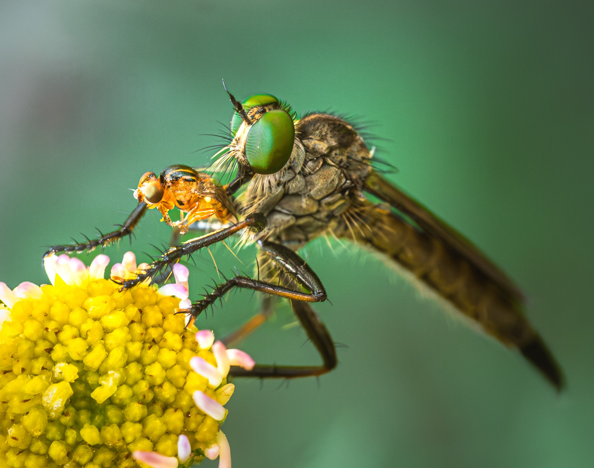 Asilidae, mouche prédatrice, et une mouche Chloropidae