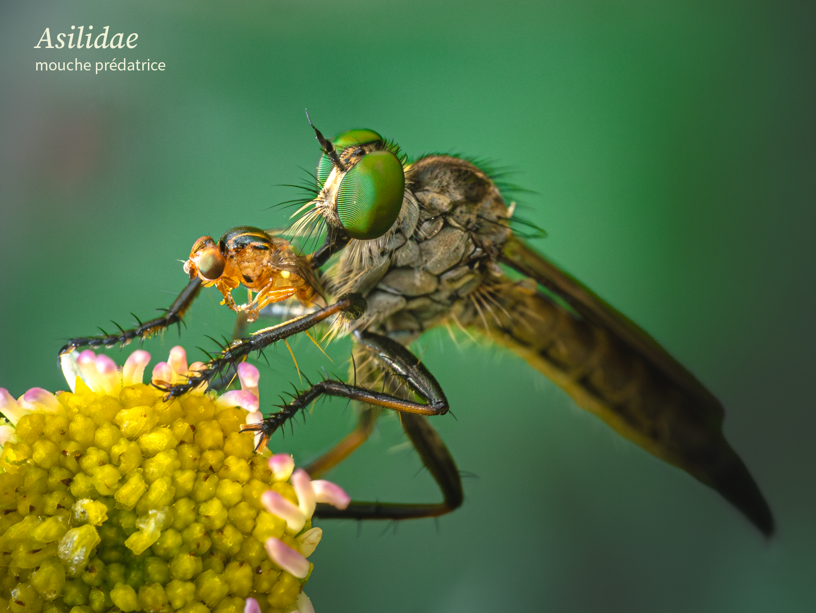 Asilidae, mouche prédatrice, et une mouche Chloropidae