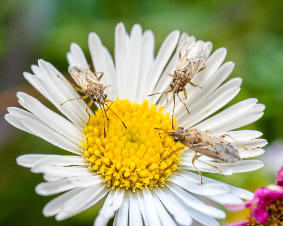  Nysius sp. minuscules punaises