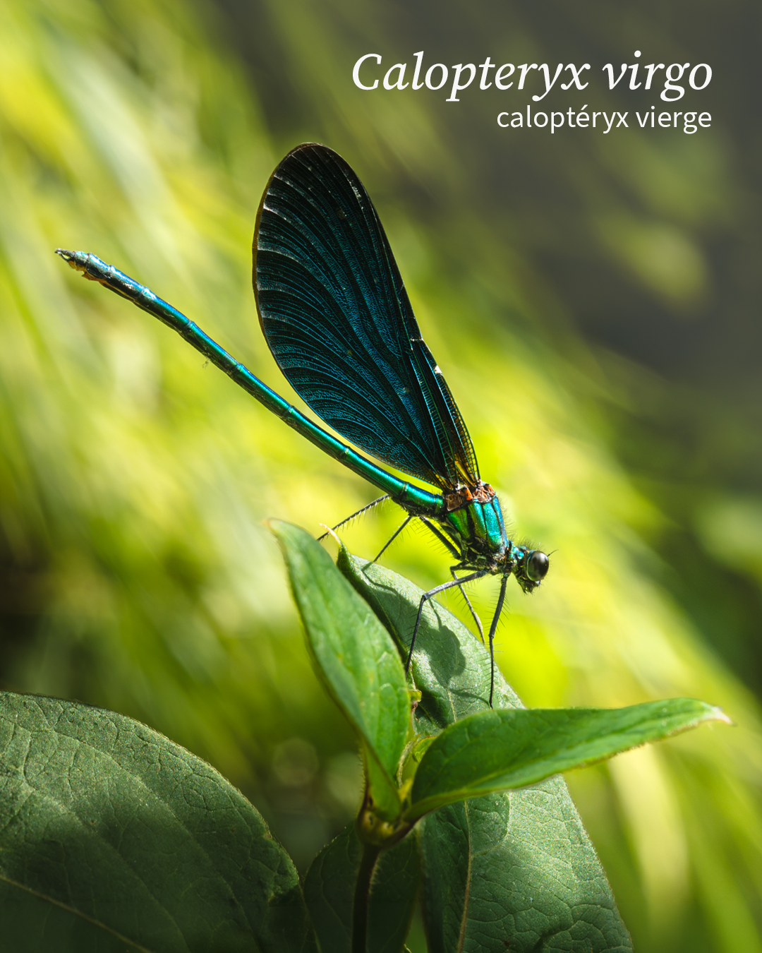 Calopteryx virgo, Caloptéryx vierge