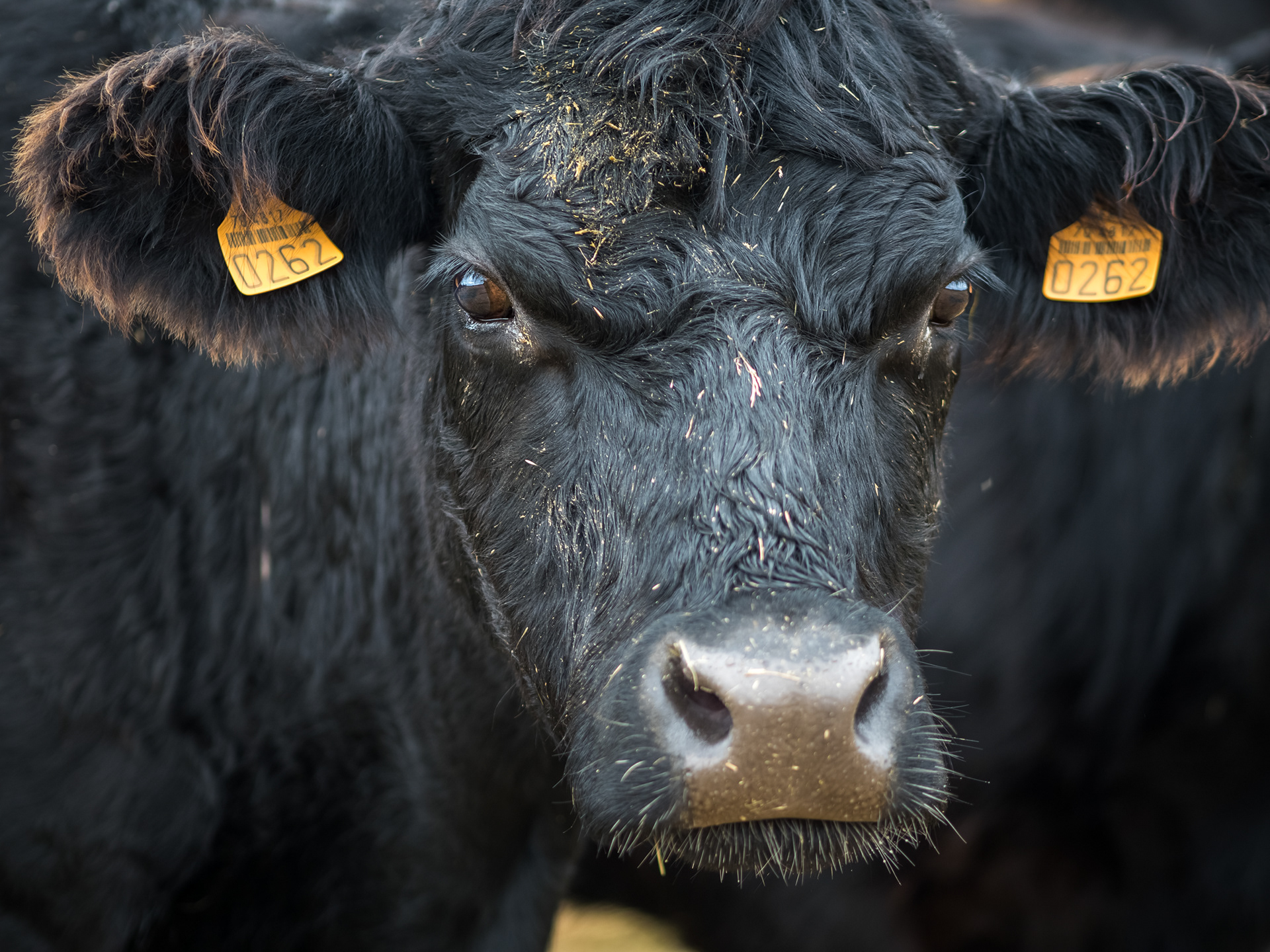 Boeuf Angus, Sologne 2022