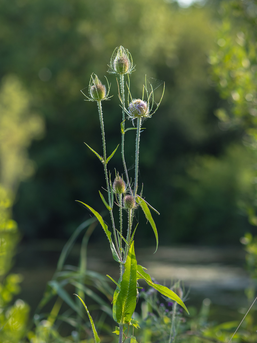Cabaret des Oiseaux (Dipsacus fullonum)