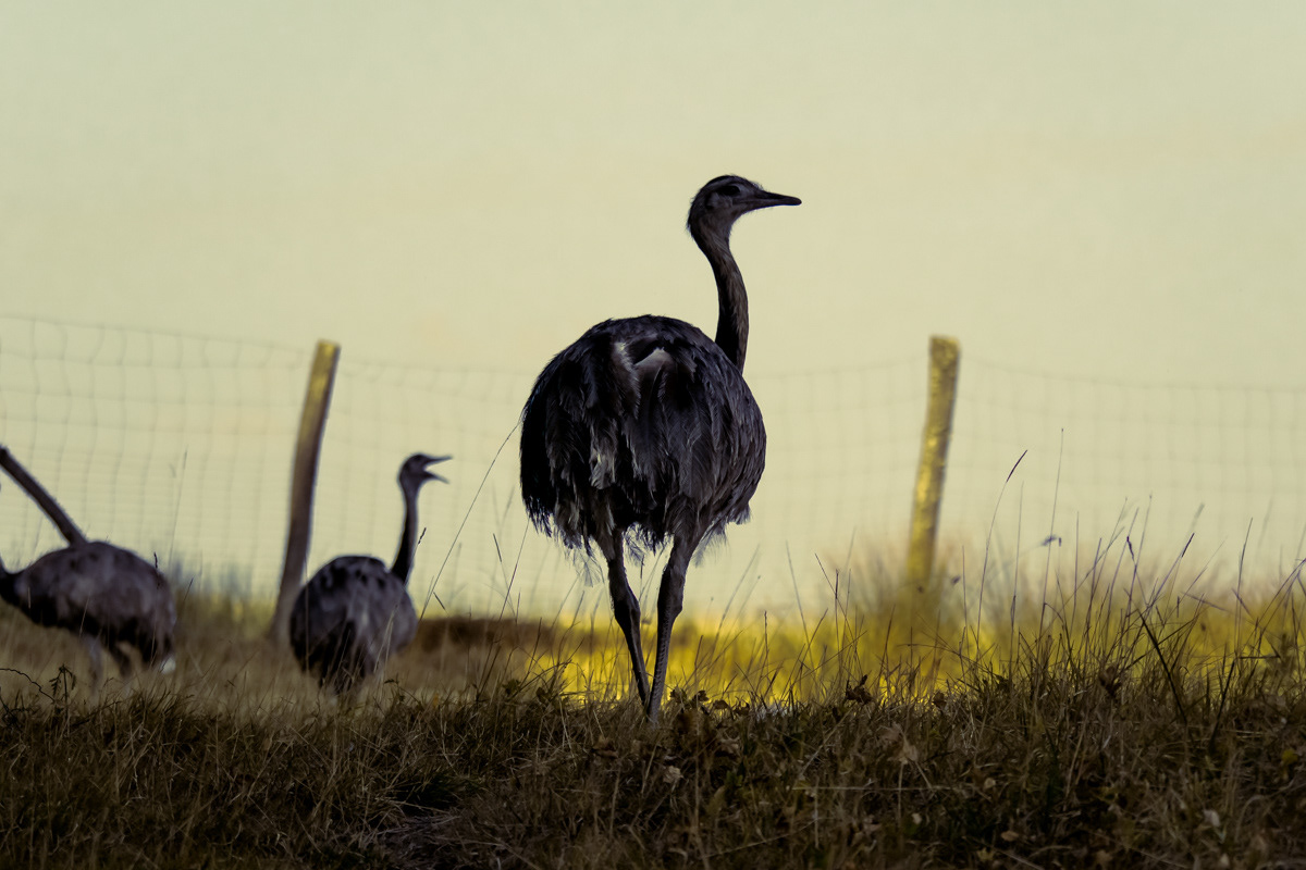 Emeux, Dordogne 2014