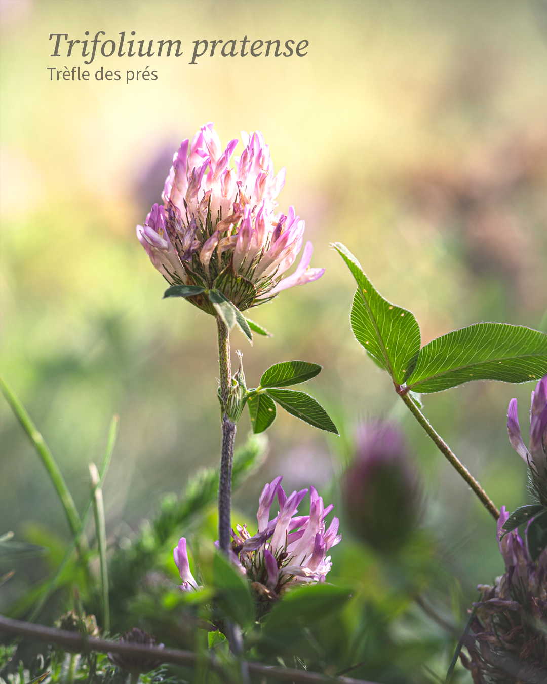 Trifolium pratense, Trèfle des prés