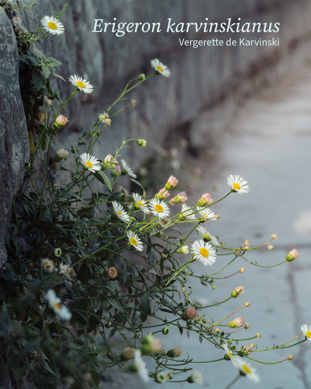 Erigeron karvinskianus, Vergerette de Karvinski