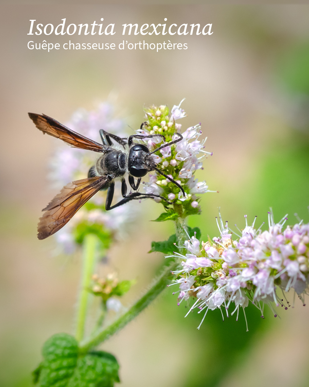 Isodontia mexicana, guêpe chasseuse d'orthoptères
