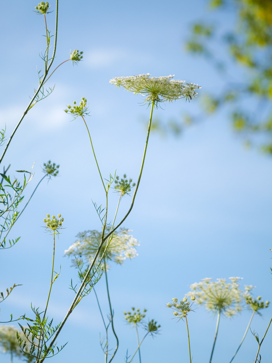 Carotte sauvage  (Daucus carota), quais de Seine