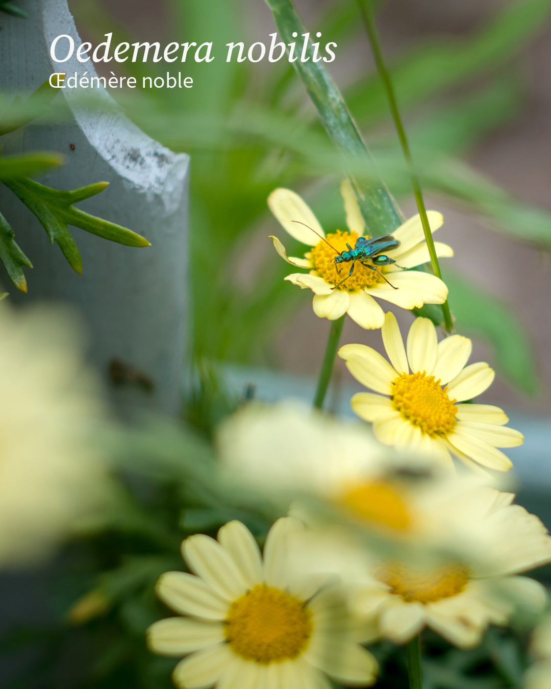 Oedemera nobilis, oedémère noble