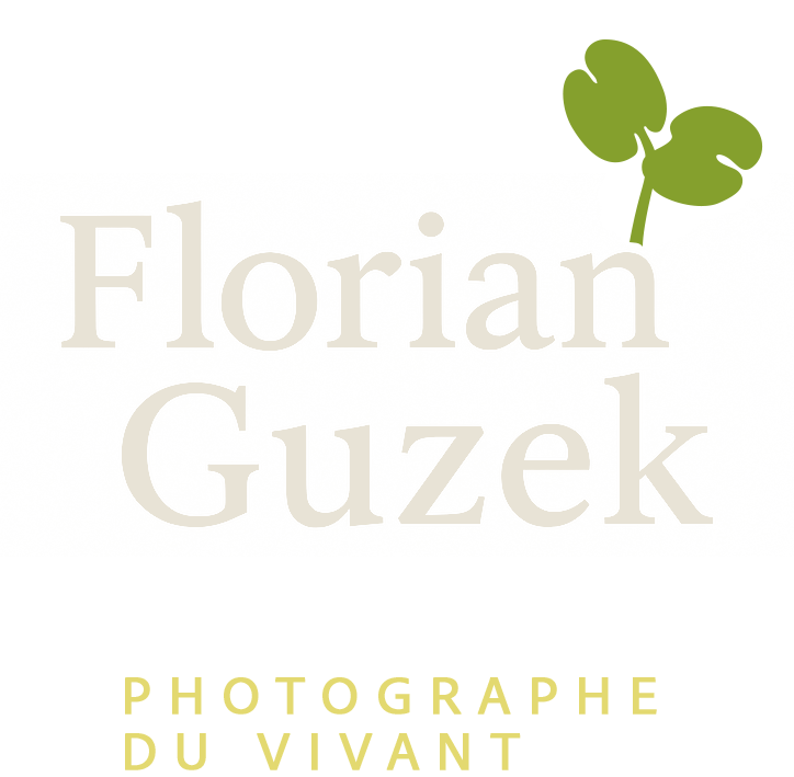 Florian Guzek