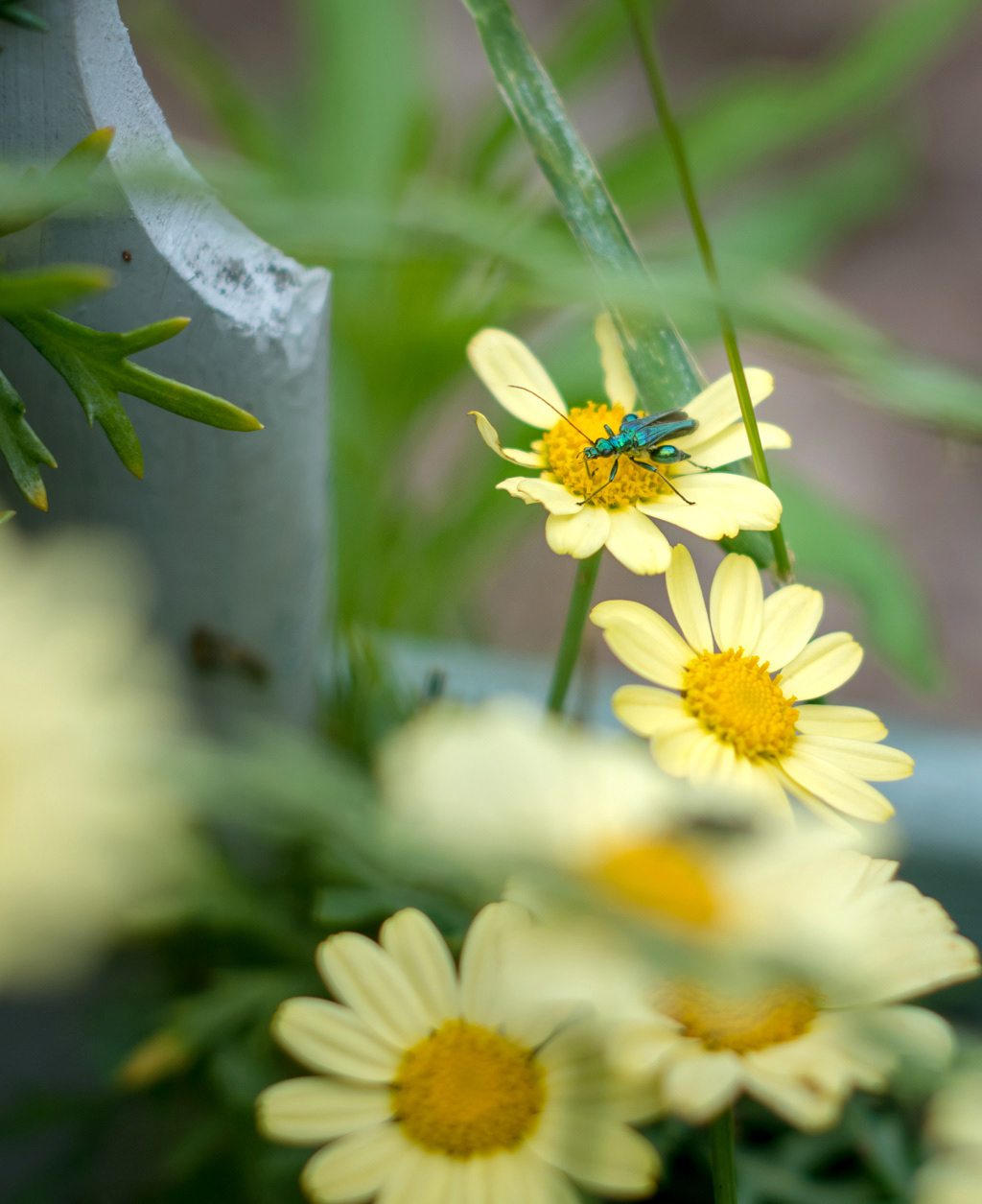 Un autre Oedémère noble, sur une fleur de marguerite.