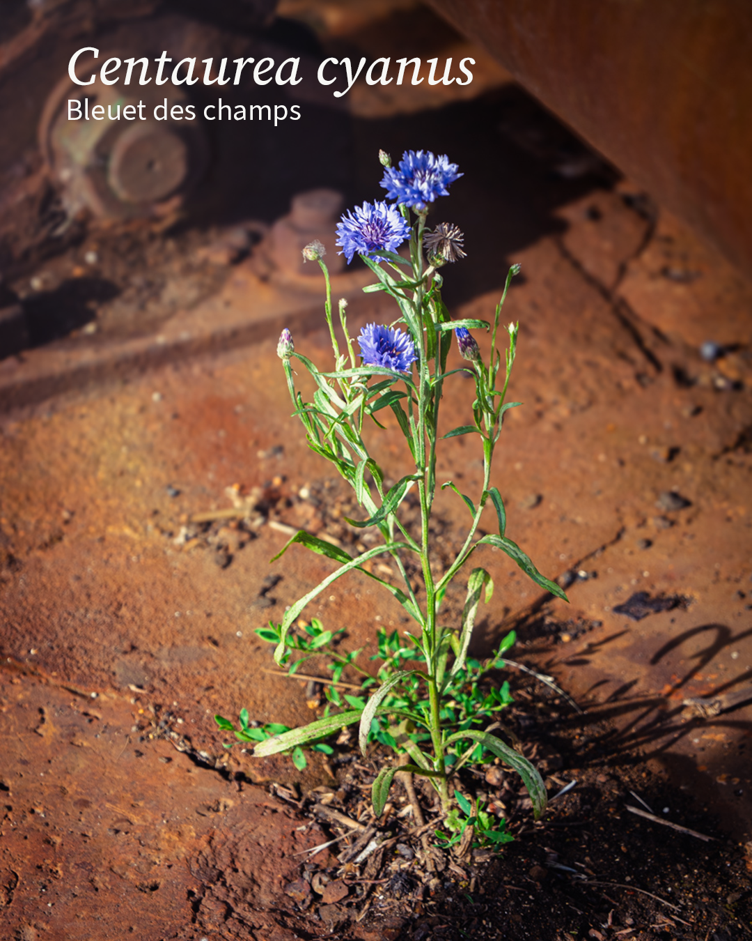 Centaurea cyanus, le bleuet des champs