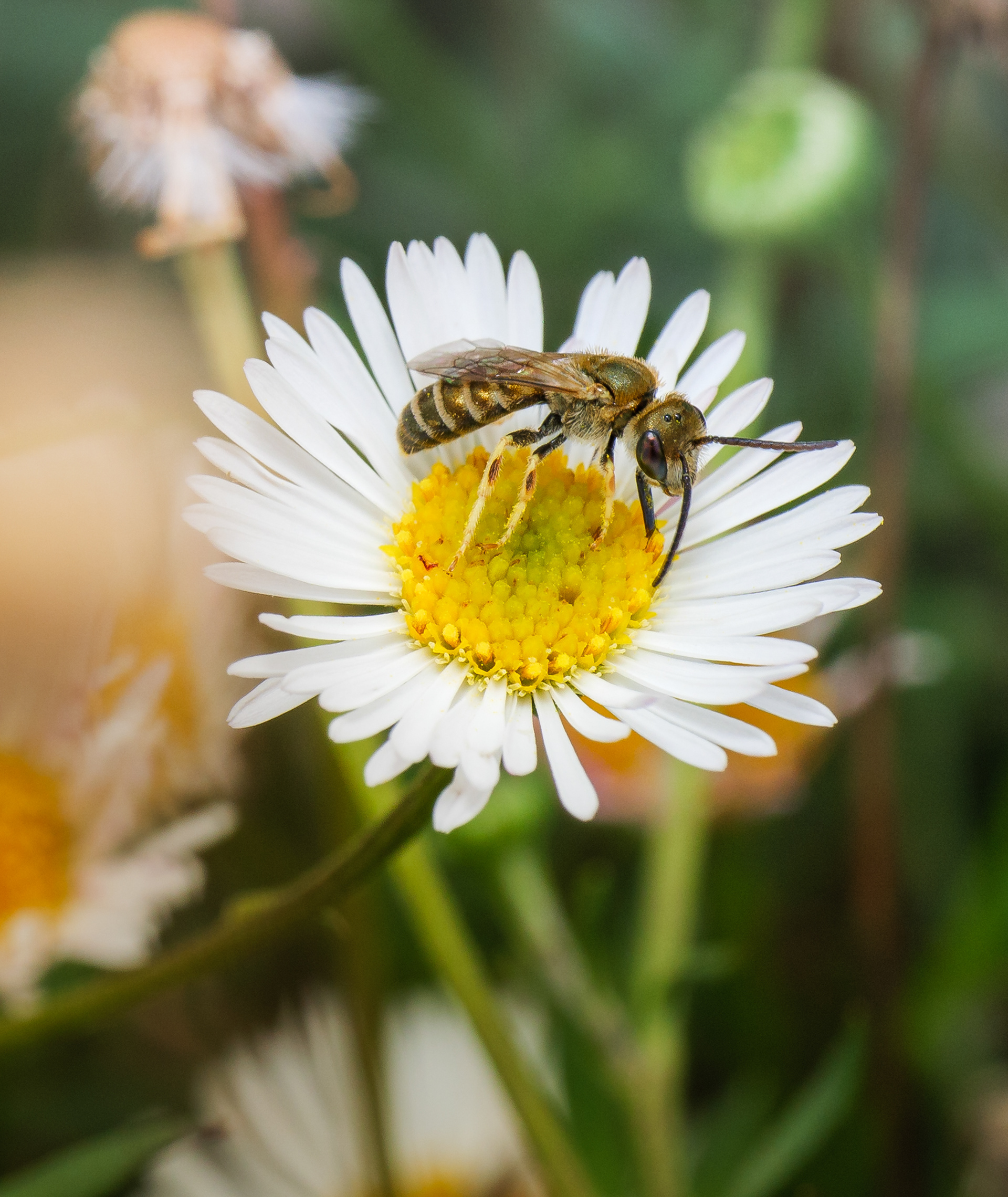 Halictidae, sur fleur de Vergerette