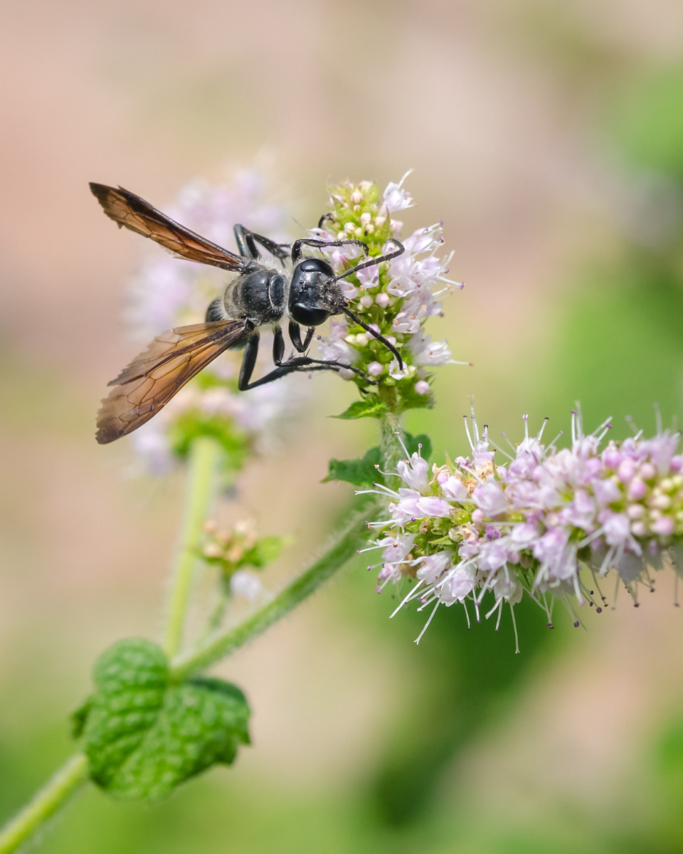 Sceliphron, guêpe maçonne