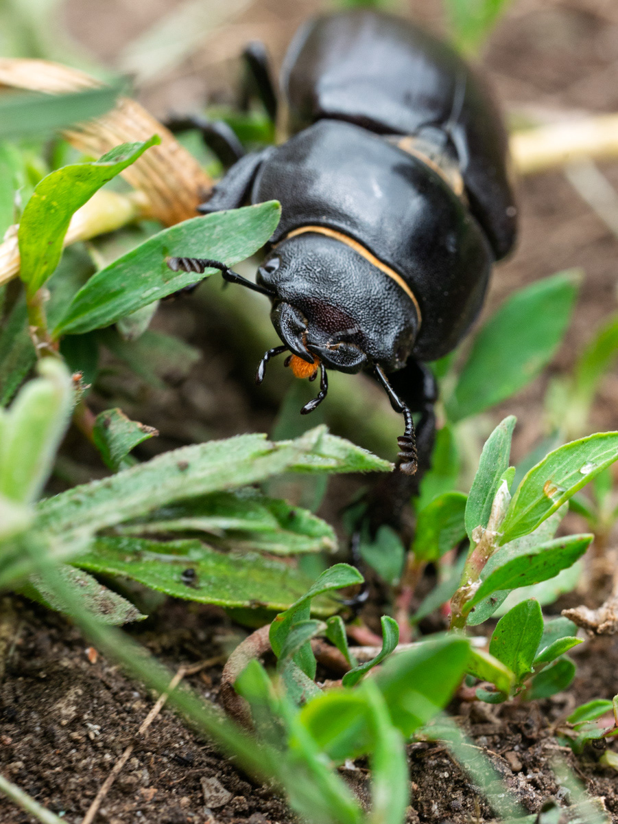 Femelle Lucane, Lucanus cervus 