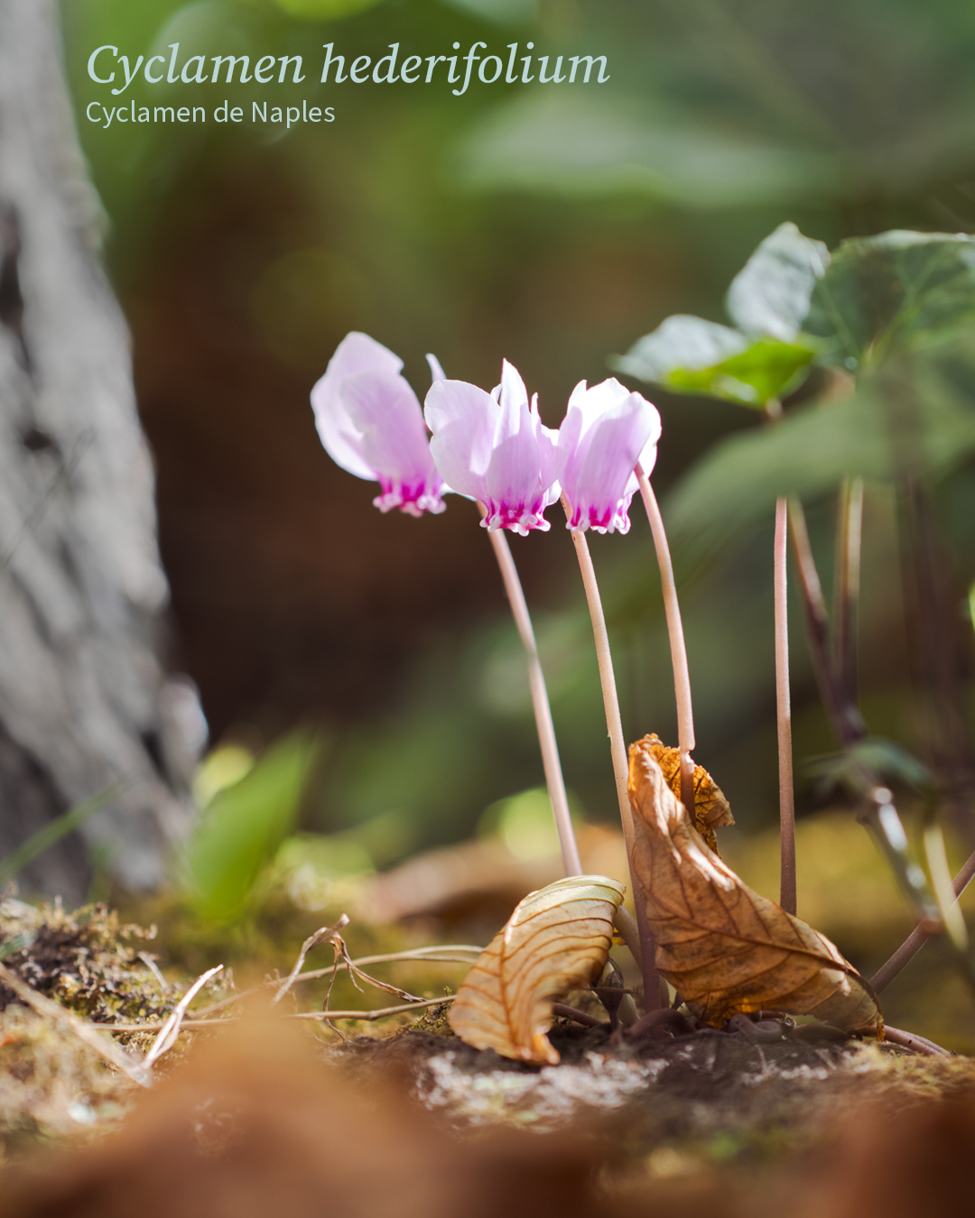 Cyclamen hederifolium