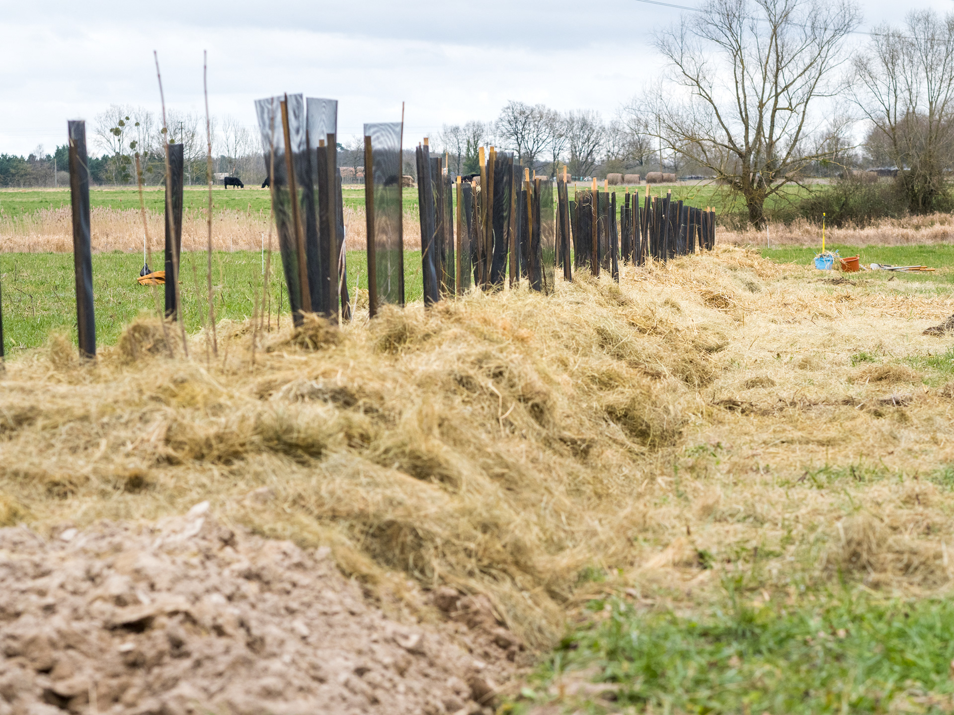 Le paillage, épais, étape cruciale