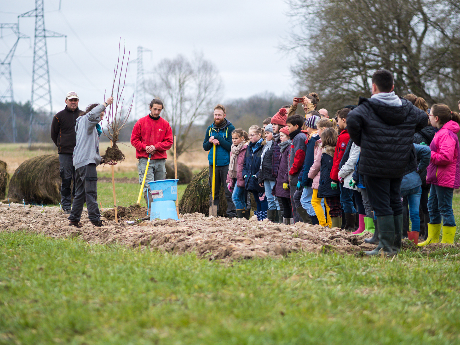 Comment est formé un arbre