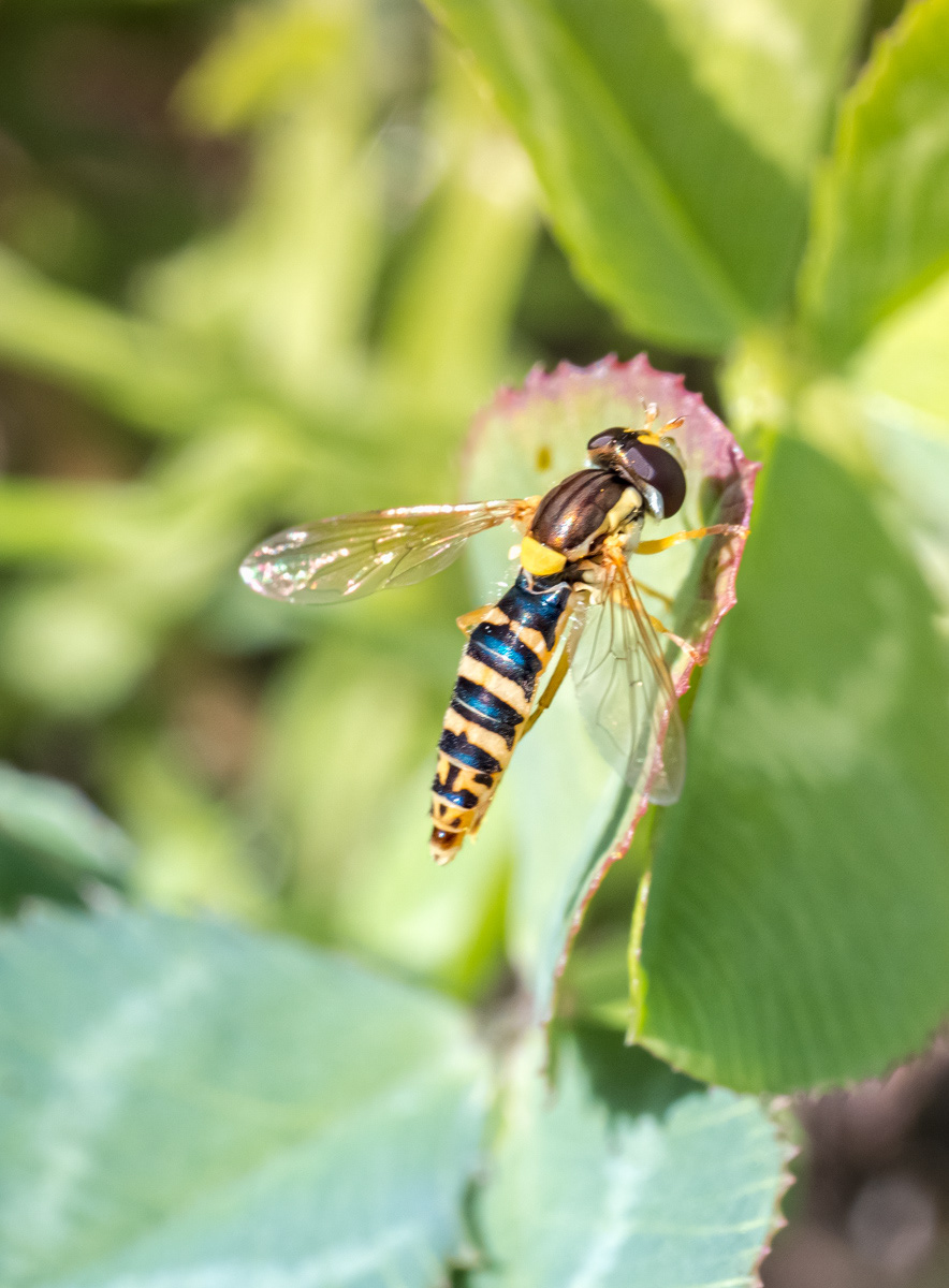 Sphaerophoria scripta, une jolie mouche Syrphe