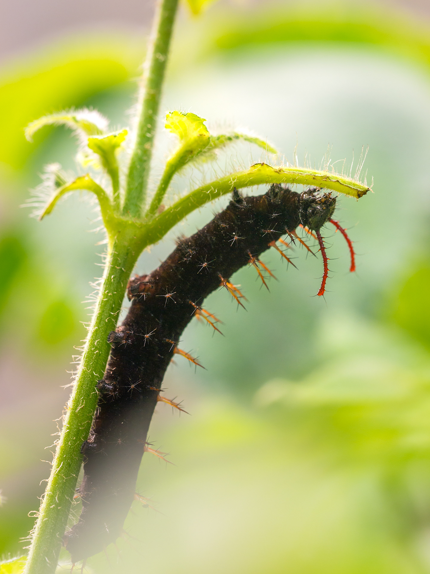 chenille du Paon-du-jour, Aglais io