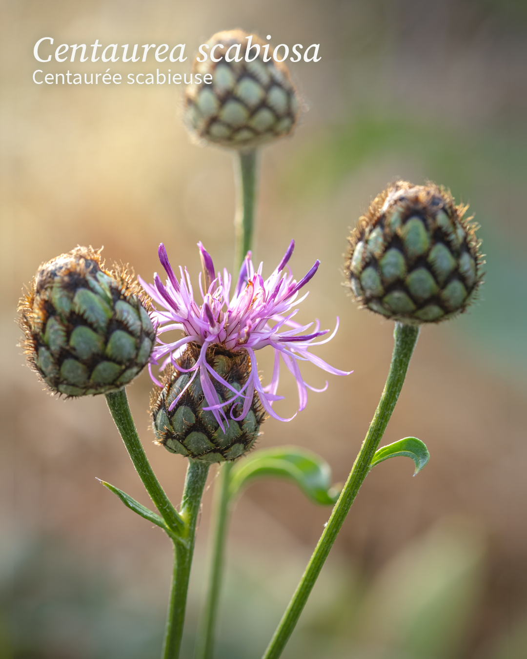 Centaurea scabiosa, Centaurée scabieuse