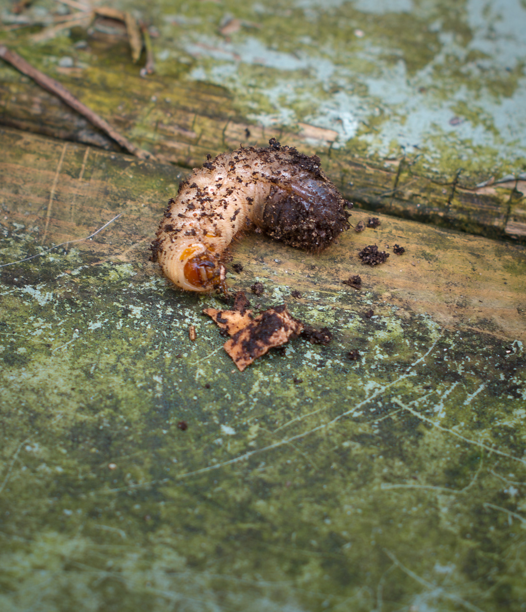 Larve de Cétoine doré, qui réside dans nos composteurs pendant 2-3 ans et qui mange sur le dos.