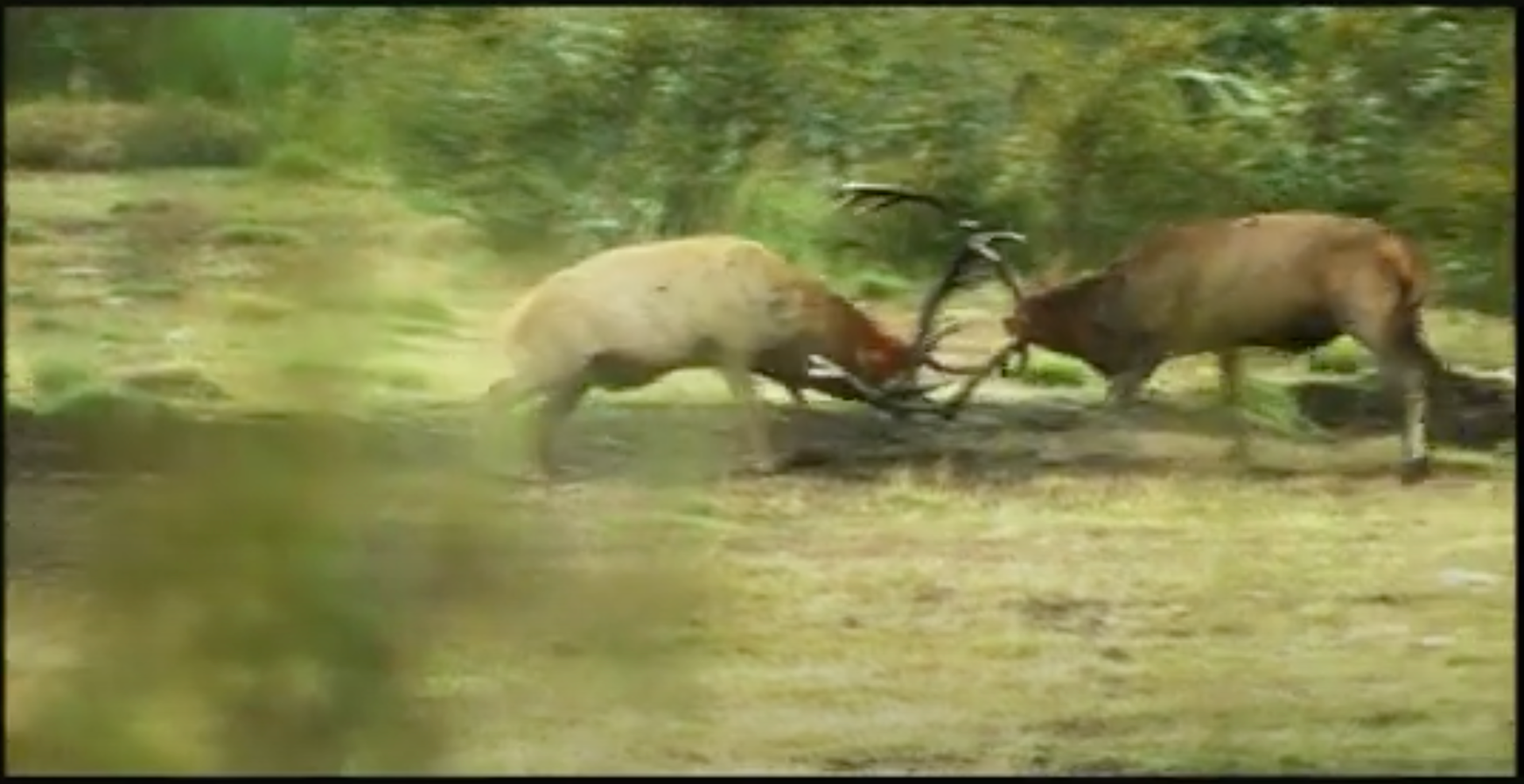 Patagonia - Wild Red Stags fight!