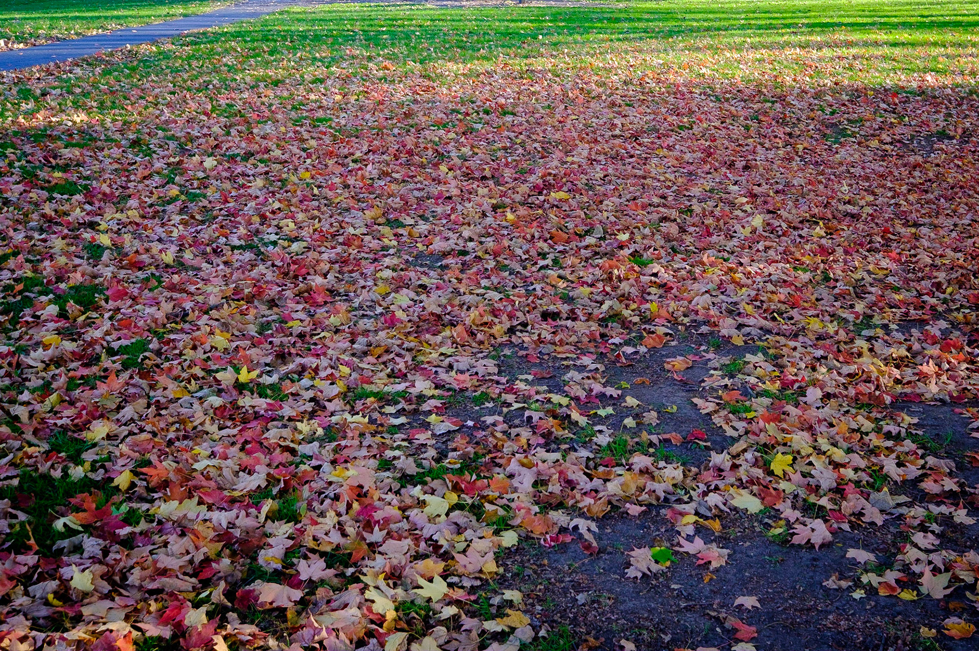Blackwell Forest Preserve