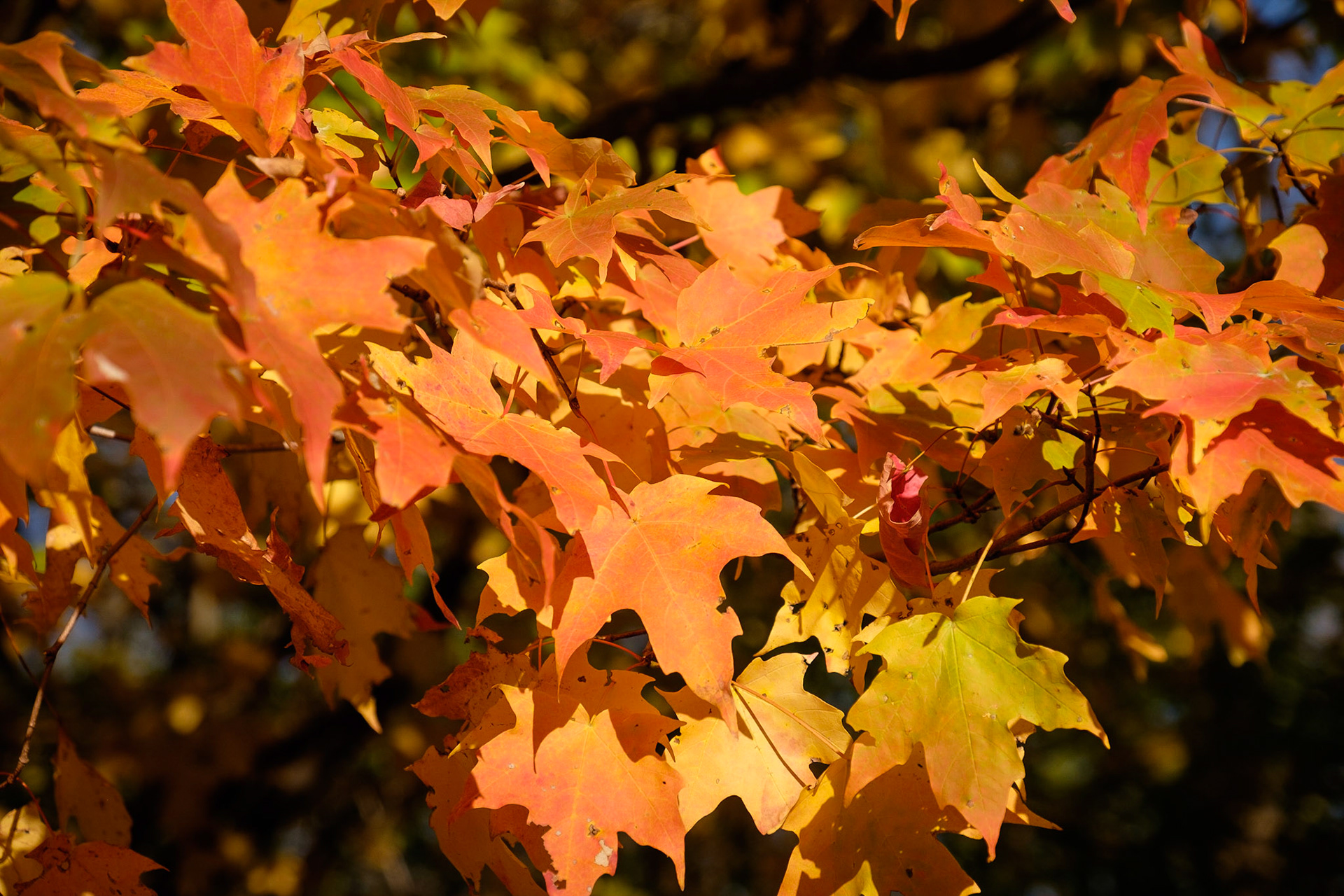 Blackwell Forest Preserve