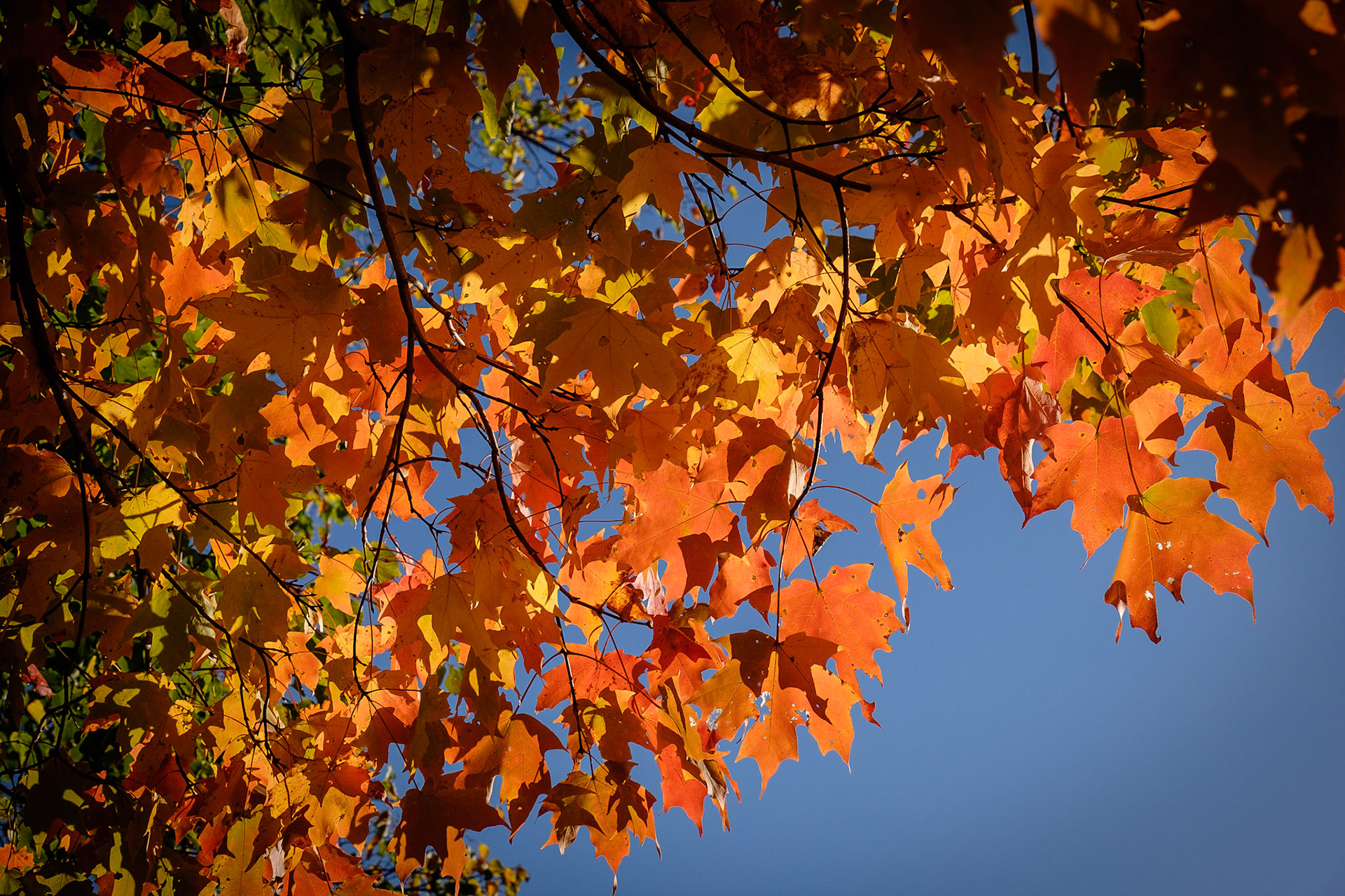 Blackwell Forest Preserve