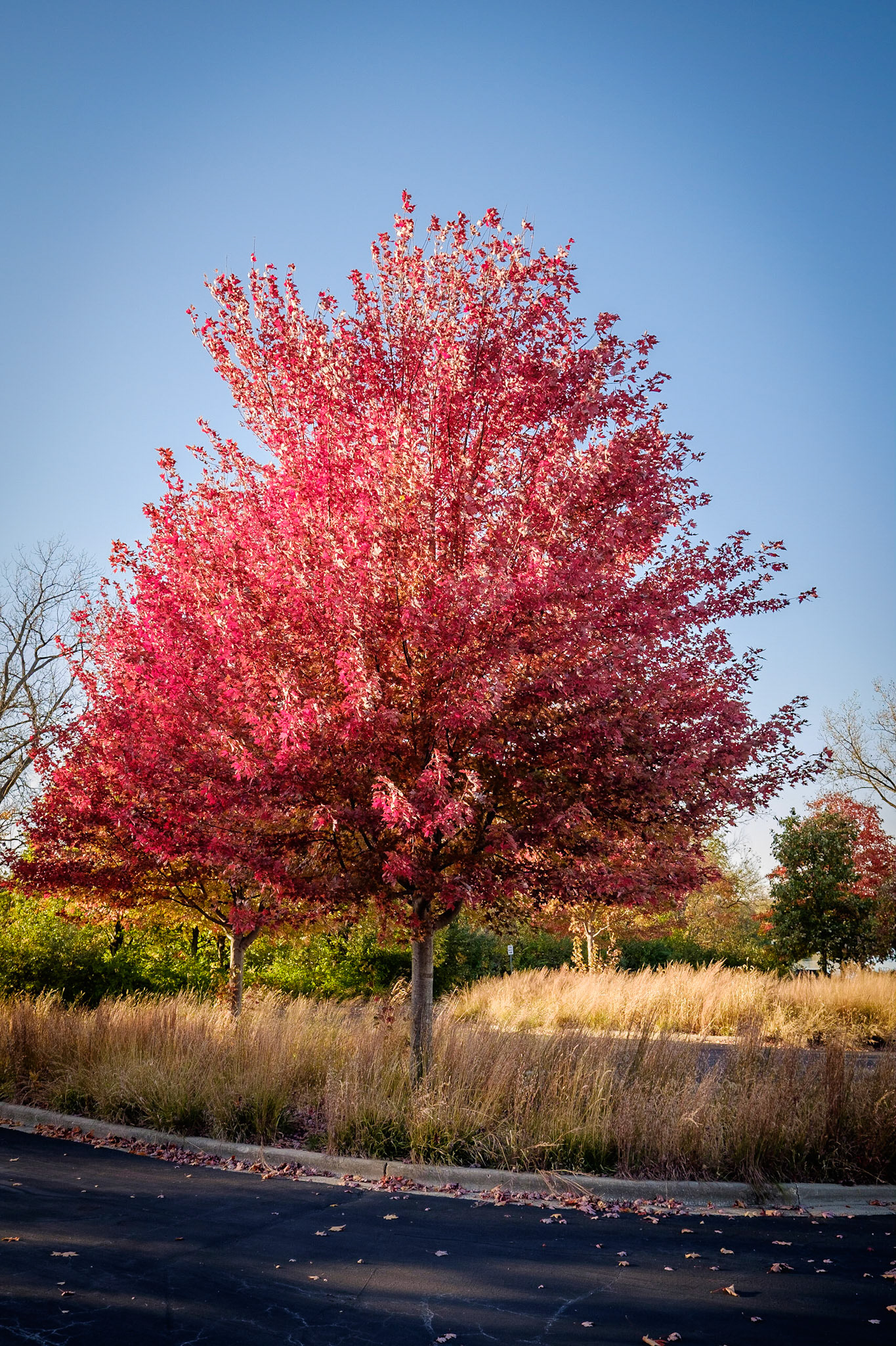 Blackwell Forest Preserve