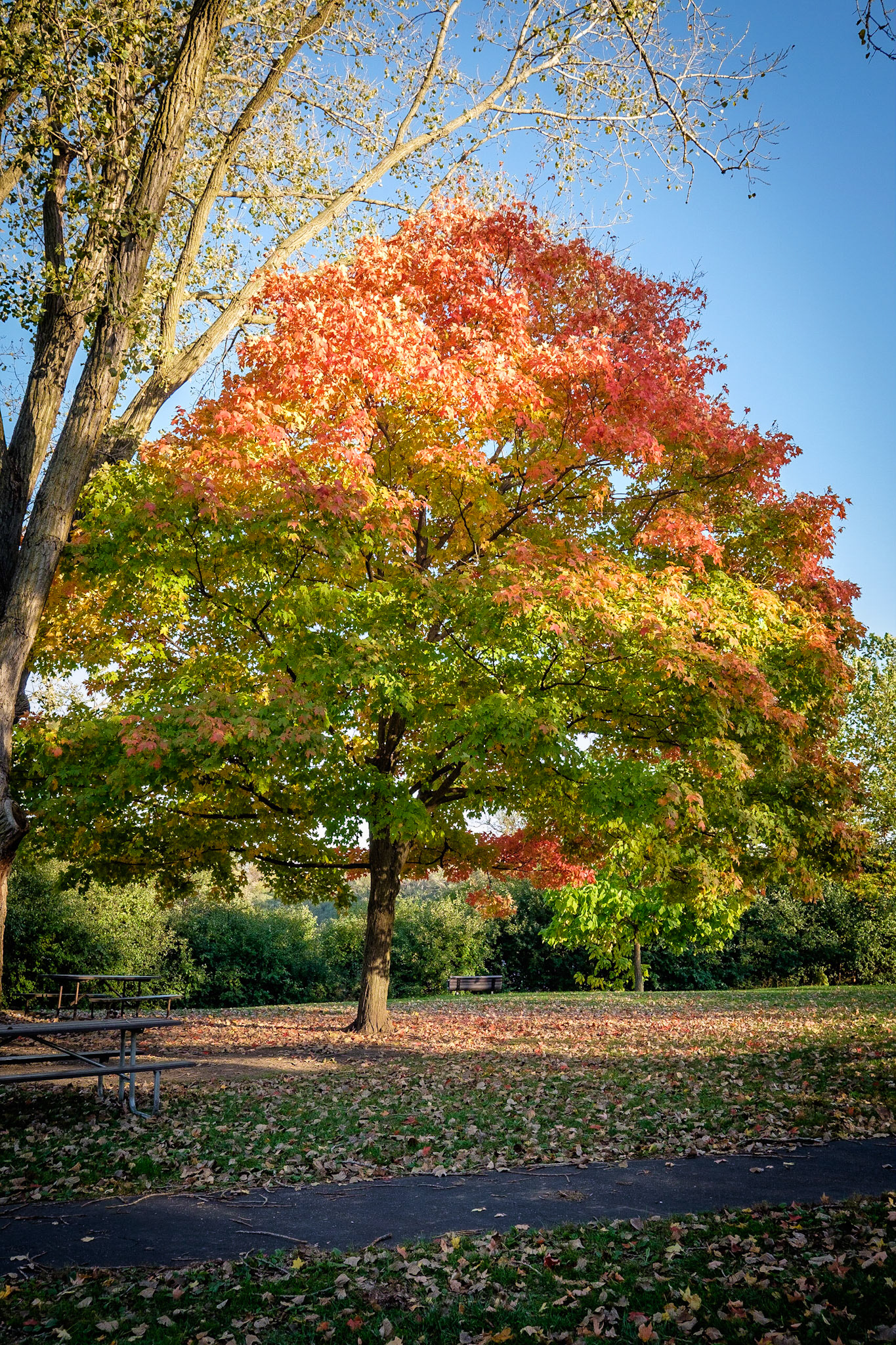 Blackwell Forest Preserve