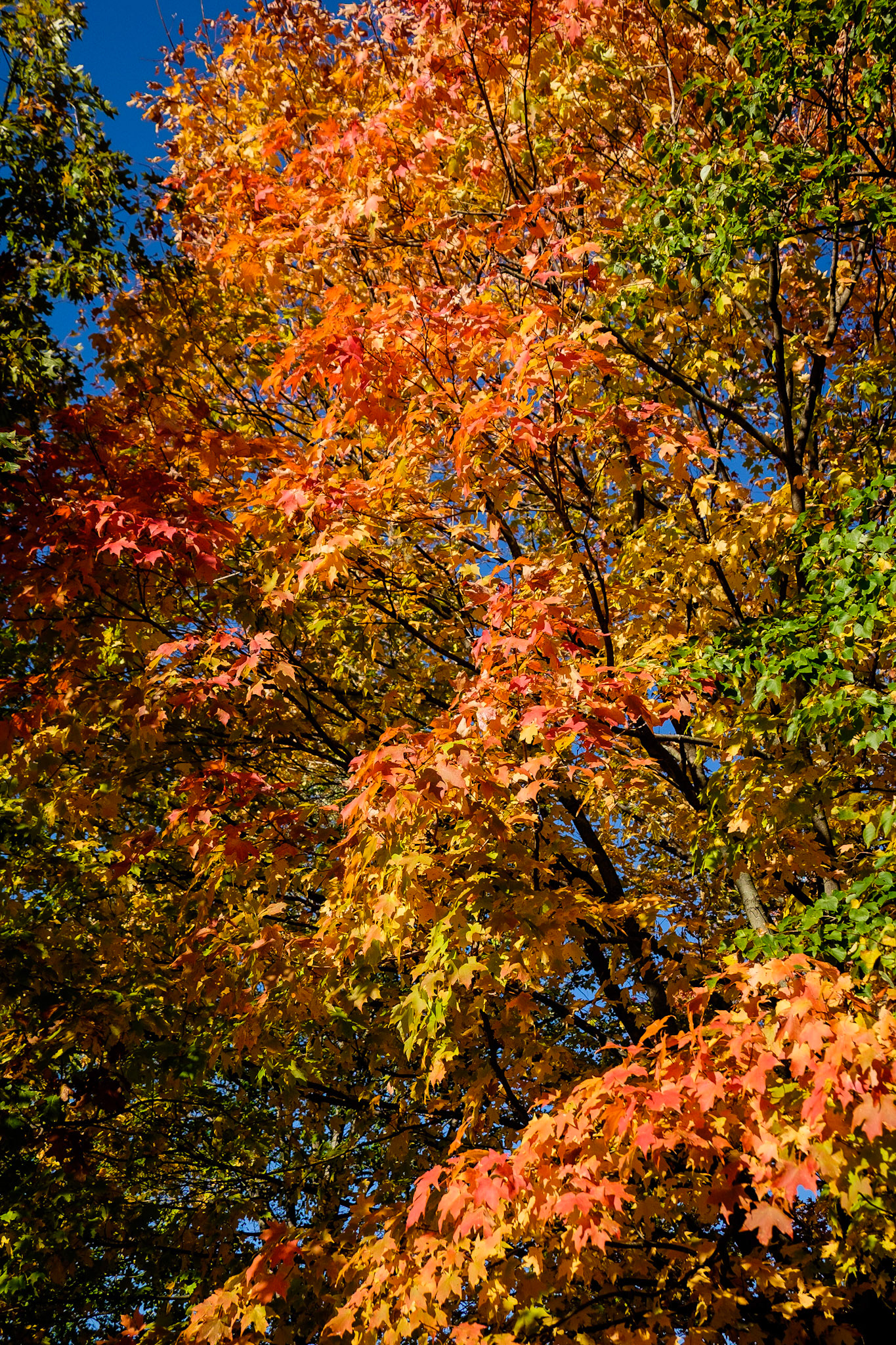 Blackwell Forest Preserve
