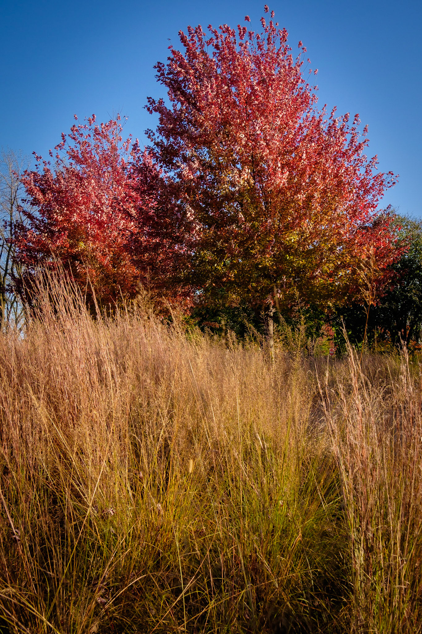 Blackwell Forest Preserve