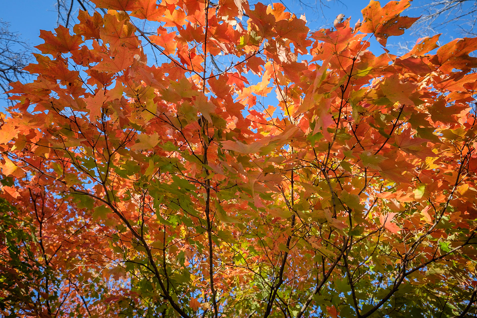 Blackwell Forest Preserve