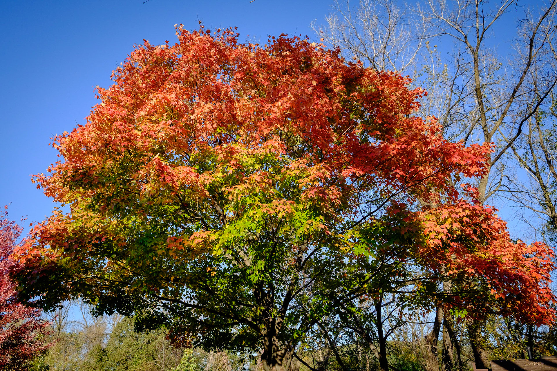 Blackwell Forest Preserve
