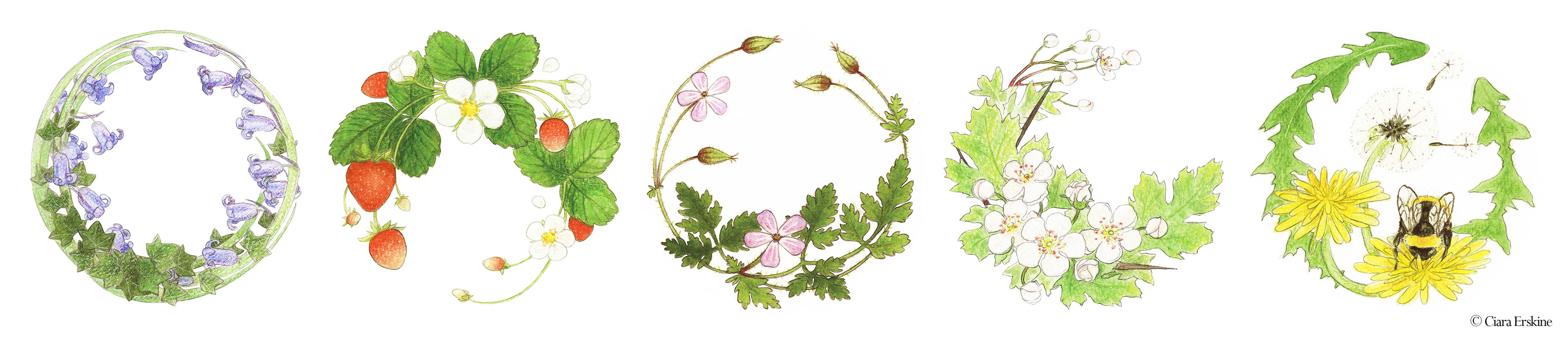 Illustrations from my collection of cards. Native Irish flora and Wexford strawberries.