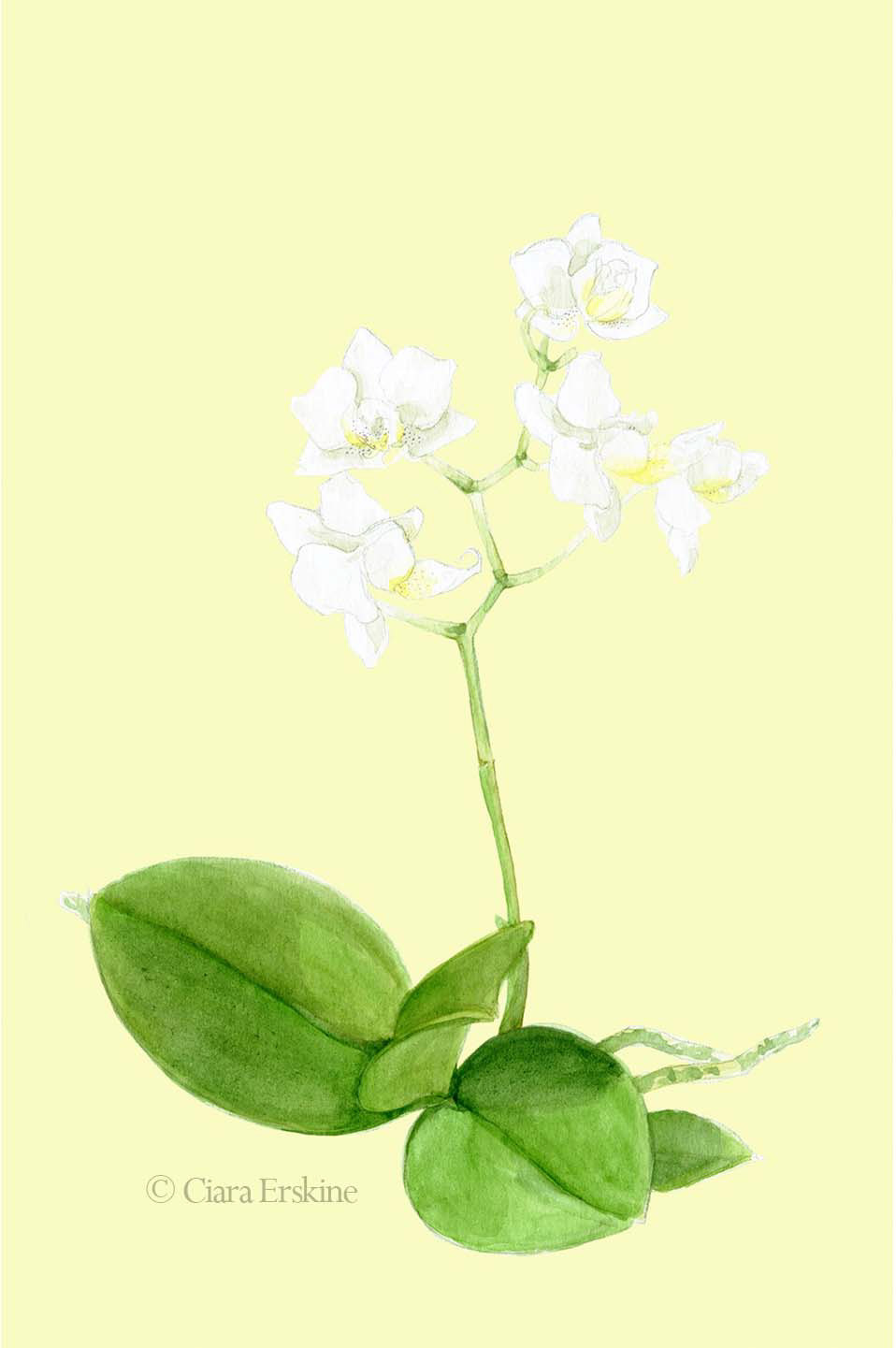 Watercolour study of an orchid