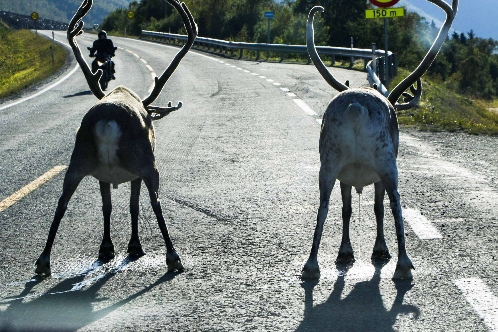 Showing hos boss in Hammerfest, Norway. 