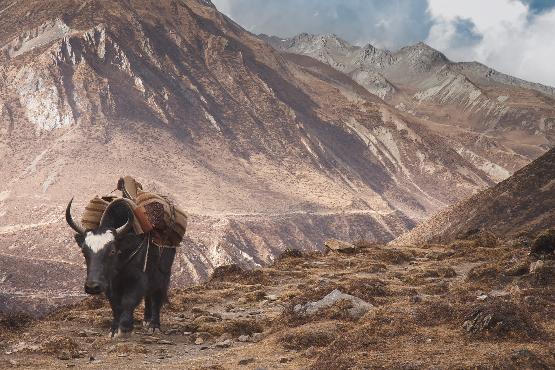 Yak