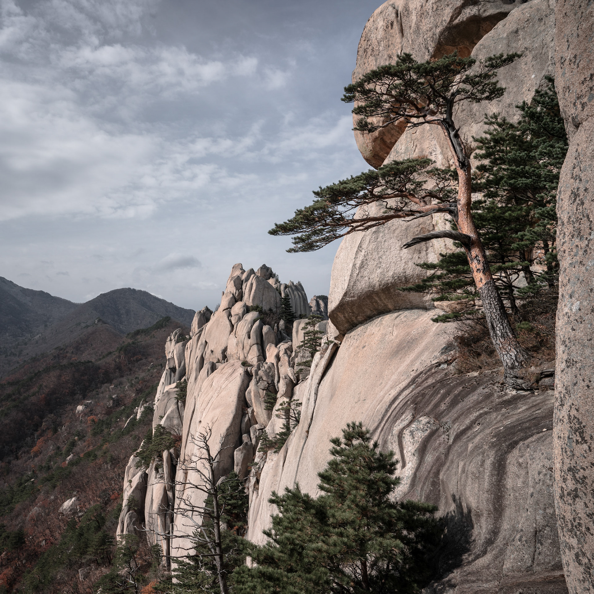 Ulsan Bawi rock pine