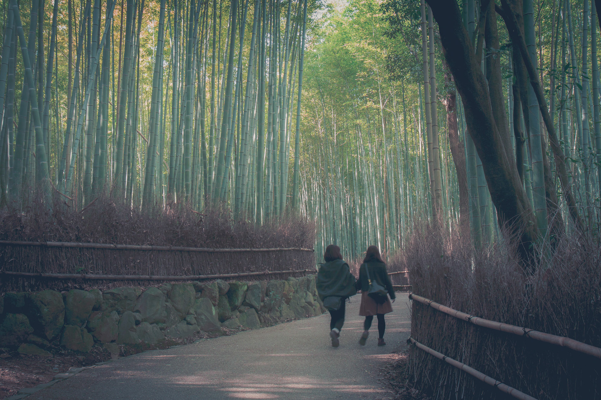 Arashiyama bamboo forest, Kyoto