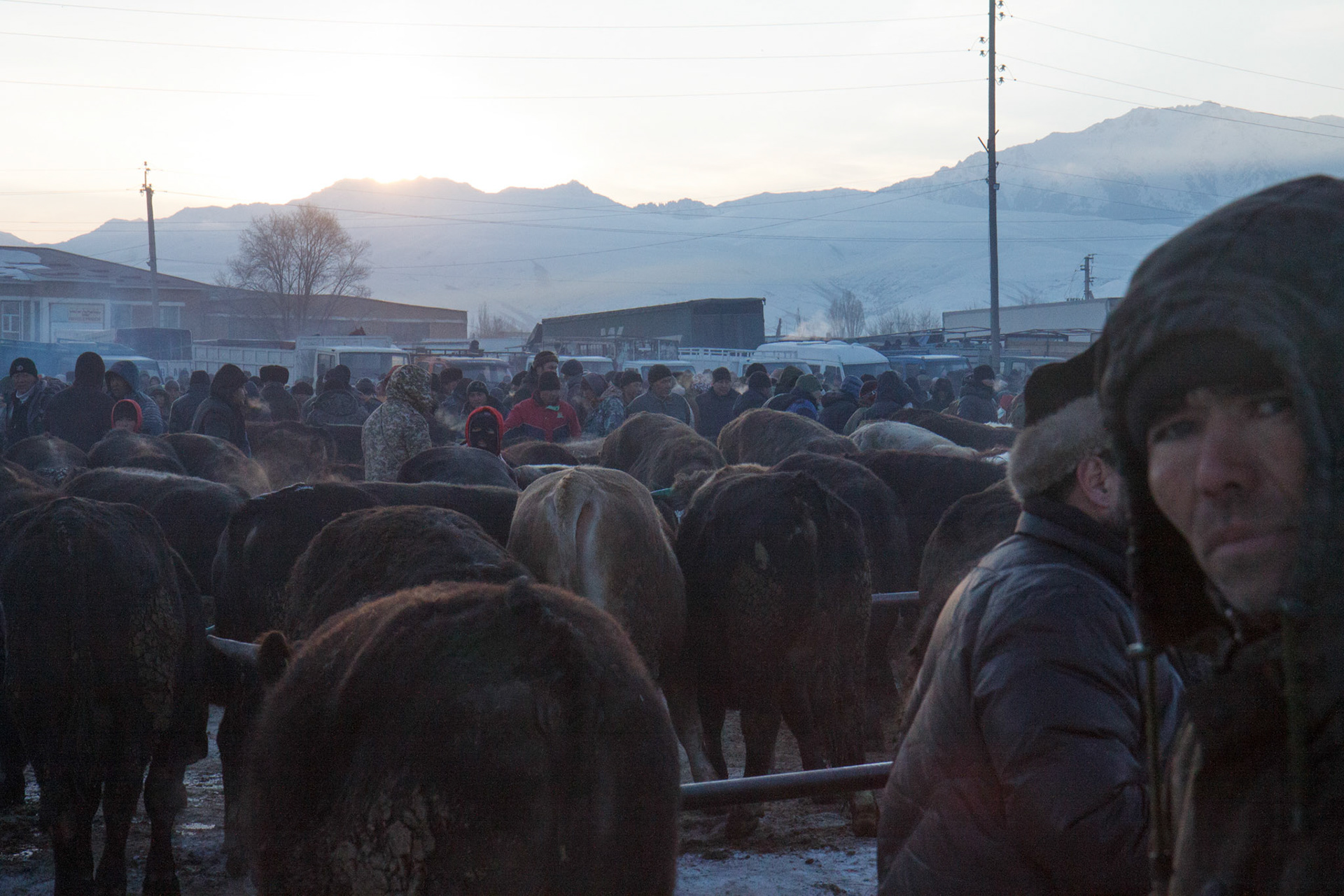 Mroning at livestock market