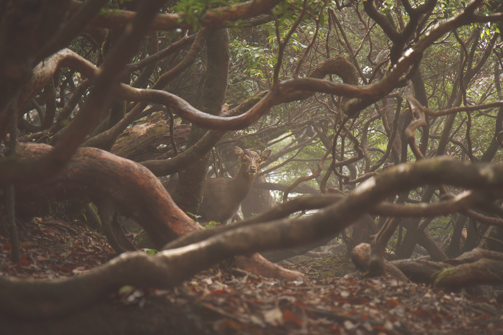 Yakushima traverse (屋久島)