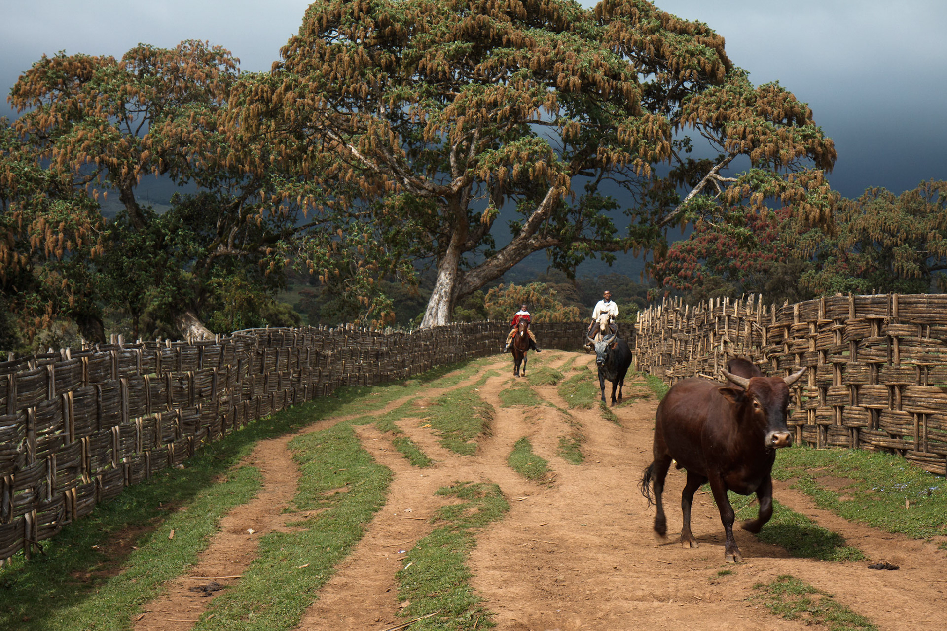 I was walking down the path when the first bull appeared. I intuitively picked my camera. The first one just ran around but the second one was probably more angry so he approached me closer and tried to hit me by his horn. While still looking through the viewfinder I managed to jump away from his way.