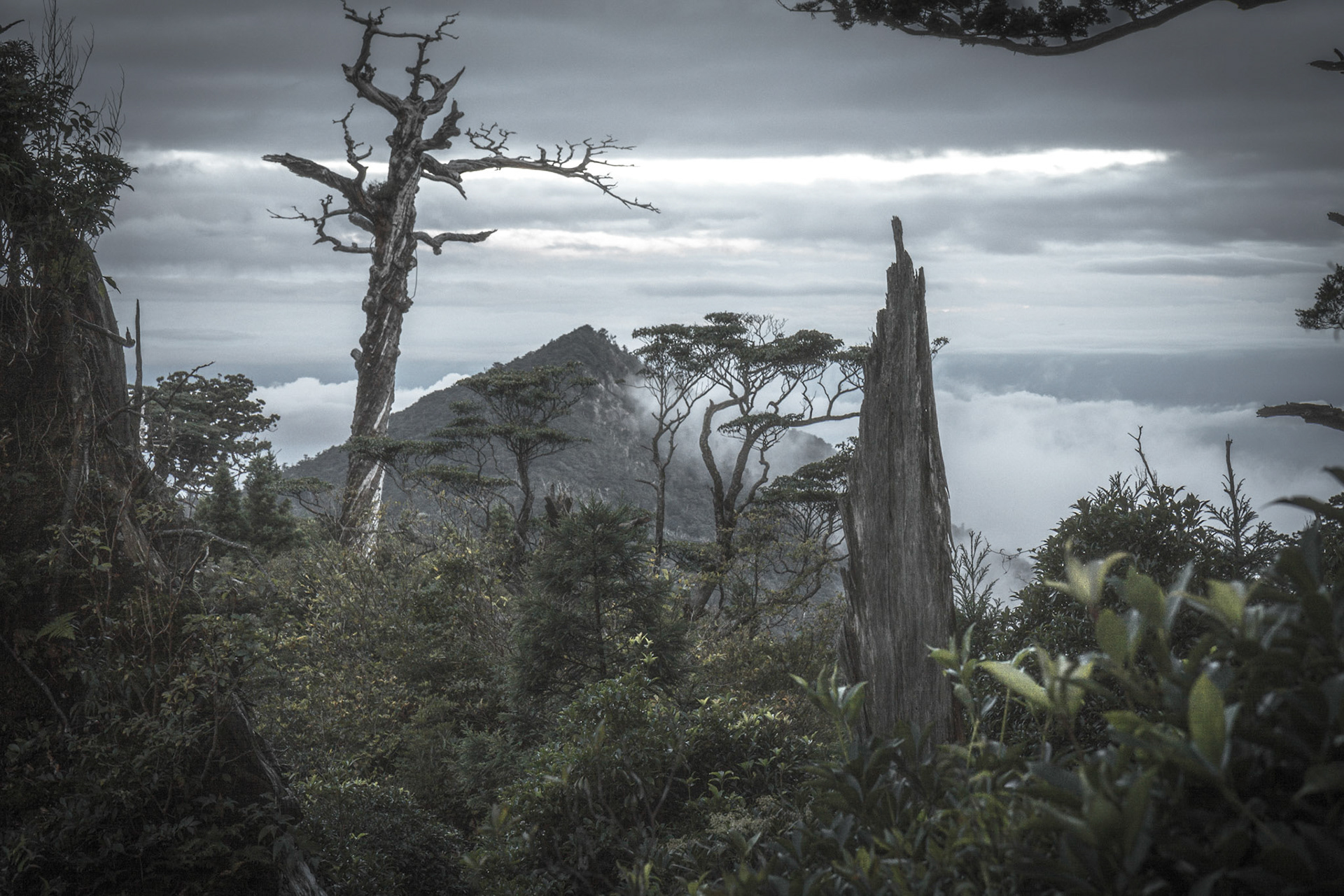 Yakushima traverse (屋久島)