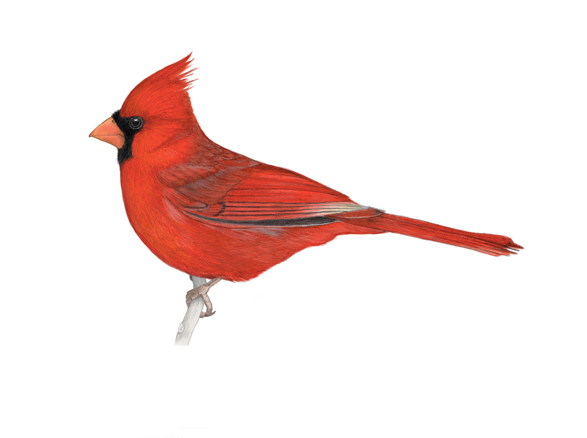 Northern Cardinal (Cardinalis cardinalis)