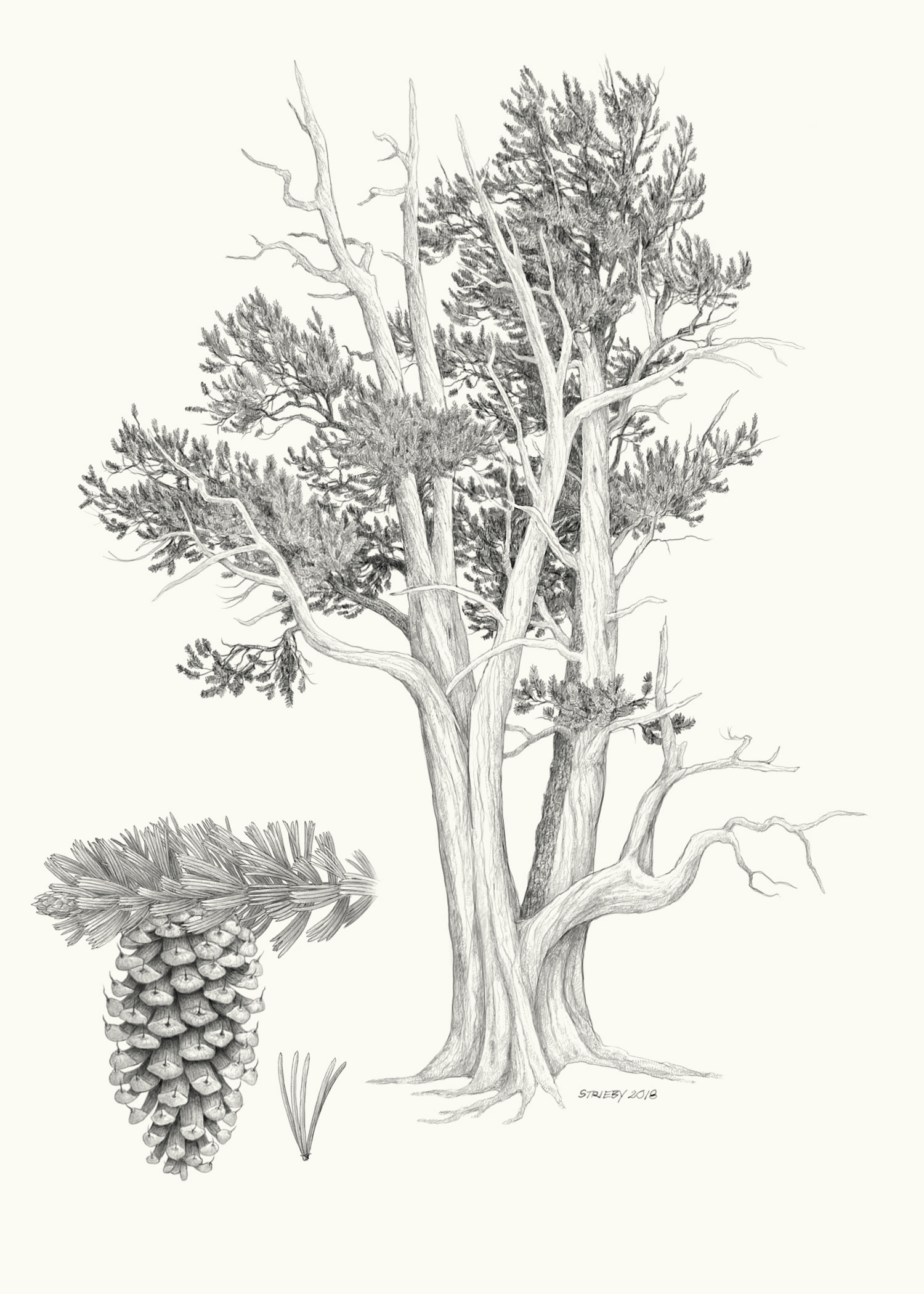 Great Basin Bristlecone Pine (Pinus longaeva)
