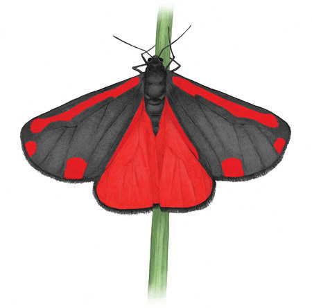 Cinnabar Moth (Tyria jacobaeae)