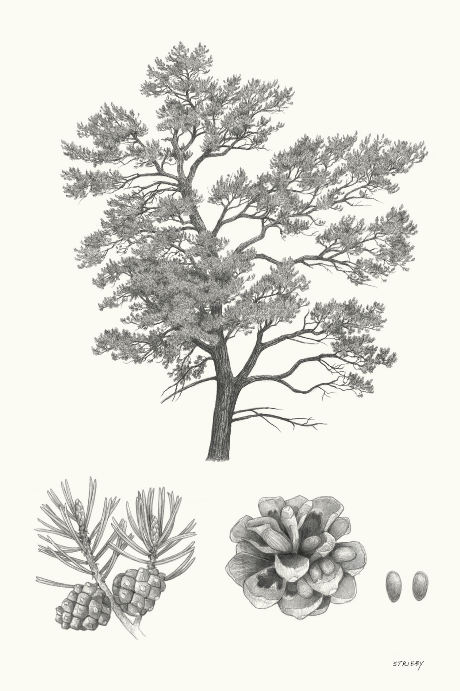 Colorado Pinyon (Pinus edulis)